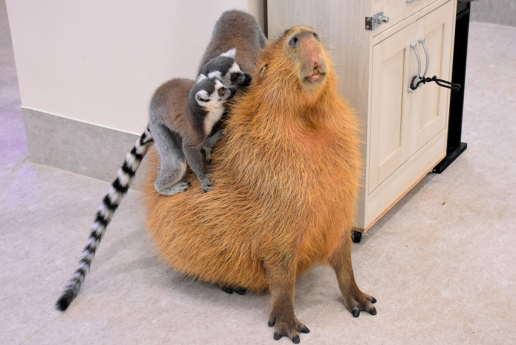 カピバラとワオキツネザルは仲良し/アニタッチ みなとみらい(神奈川県/横浜市中区)