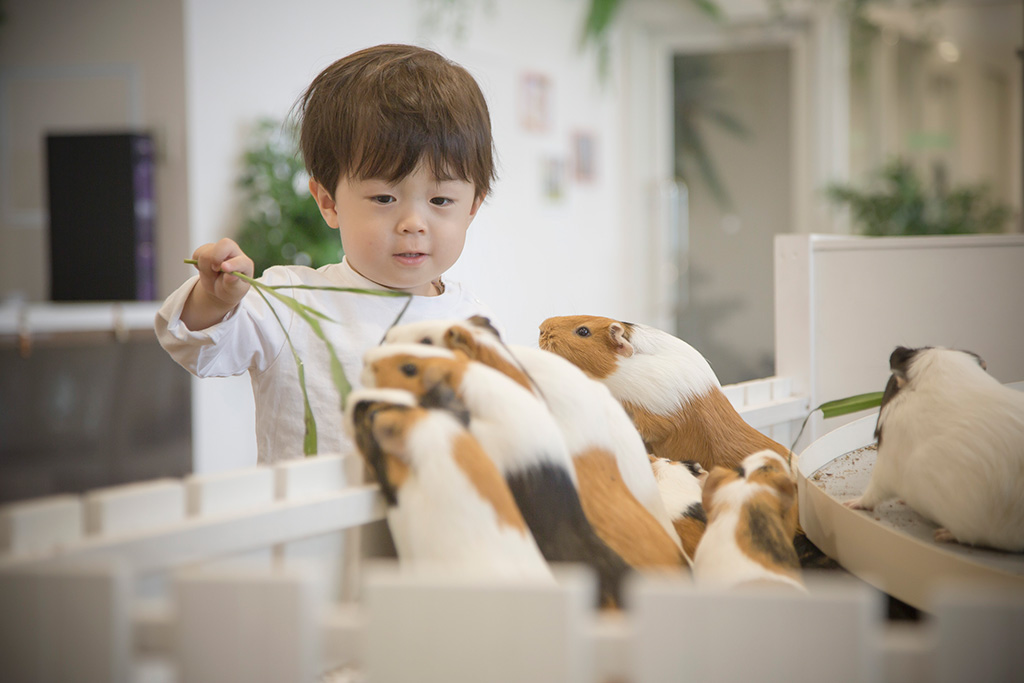 モルモットにおやつあげ体験/アニタッチ みなとみらい(神奈川県/横浜市中区)