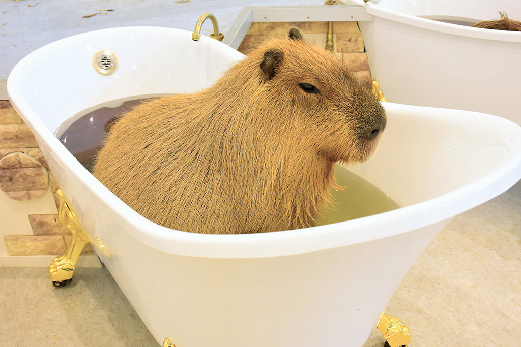 ラグジュアリーなカピバラの猫足風呂/アニタッチ みなとみらい(神奈川県/横浜市中区)