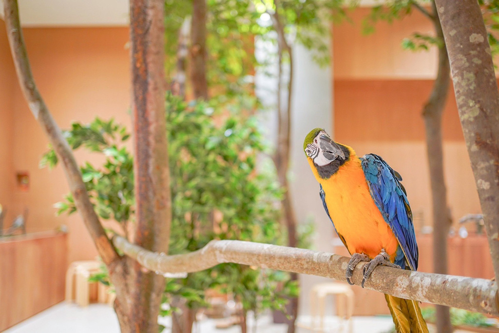 首をかしげるオウム/Moff animal cafe ららぽーと堺店(大阪府/堺市美原区)