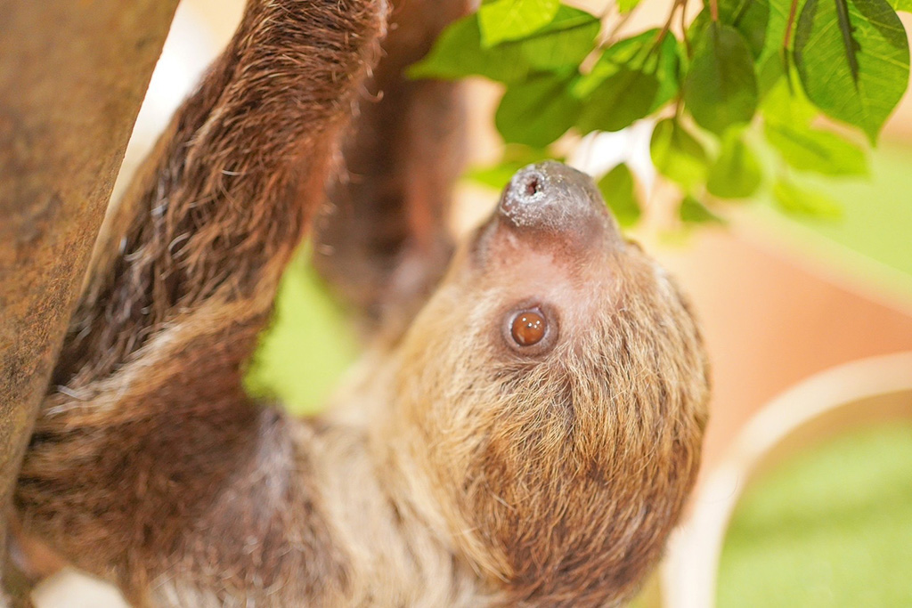 おくつろぎ中のナマケモノ/Moff animal cafe ららぽーと堺店(大阪府/堺市美原区)