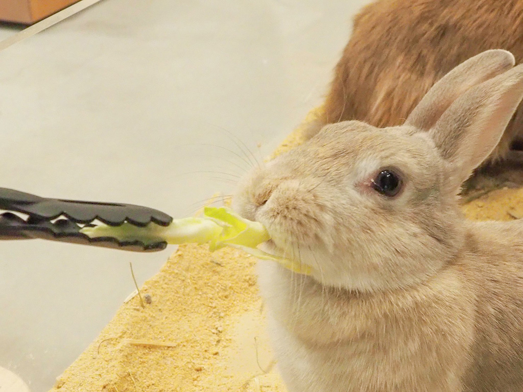 もぐもぐ中のウサギ/Moff animal cafe ららぽーと堺店(大阪府/堺市美原区)