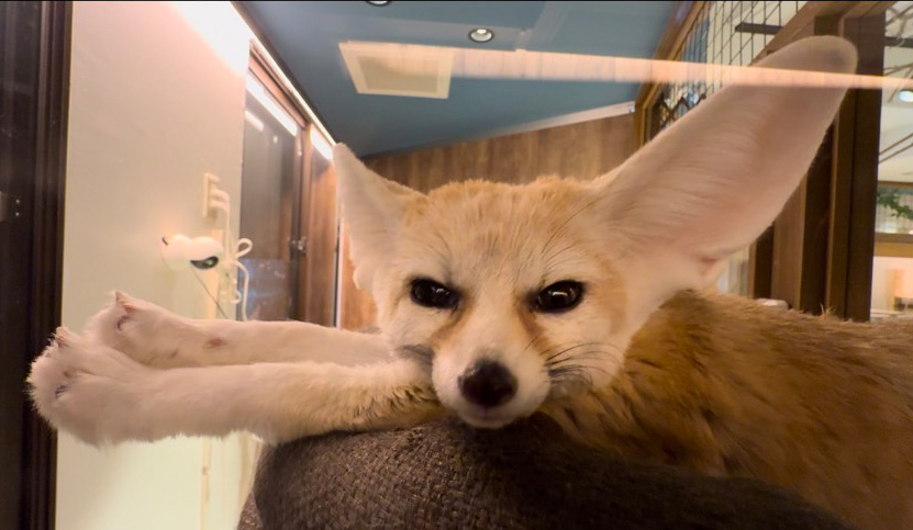 フェネックのナイルくん/ふれあいカフェ MOFiiNA(兵庫県/神戸市東灘区)