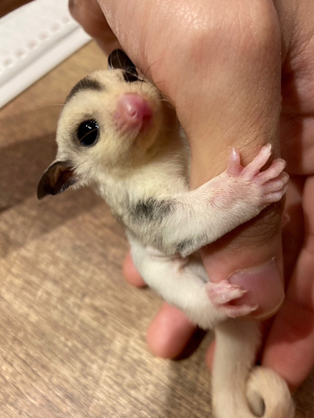 フクロモモンガはみんなベタ慣れ/ふれあいカフェ MOFiiNA(兵庫県/神戸市東灘区)