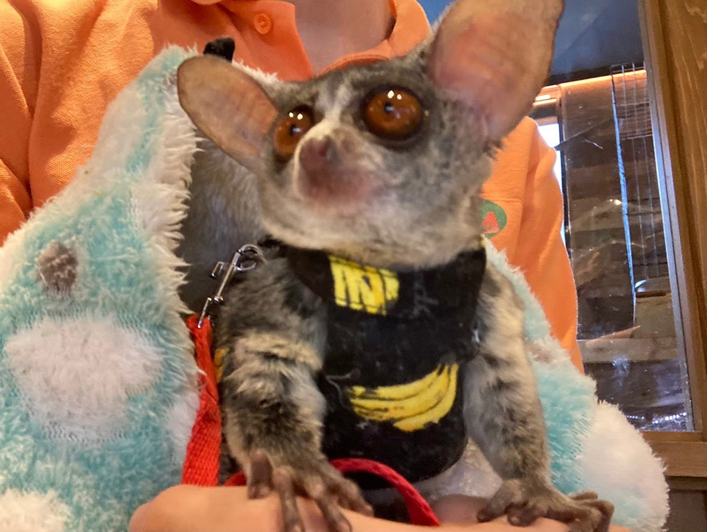 ショウガラゴのロイくん/ふれあいカフェ MOFiiNA(兵庫県/神戸市東灘区)