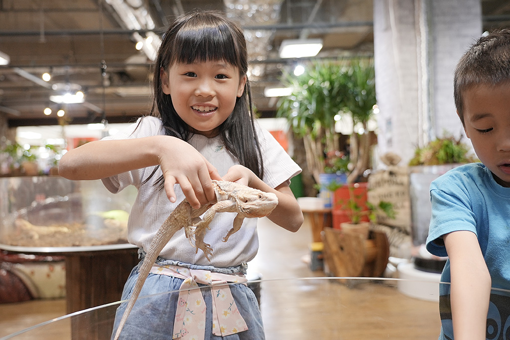 フトアゴヒゲトカゲふれあい体験/NARA IKIMONO MUSEUM(奈良県/奈良市)