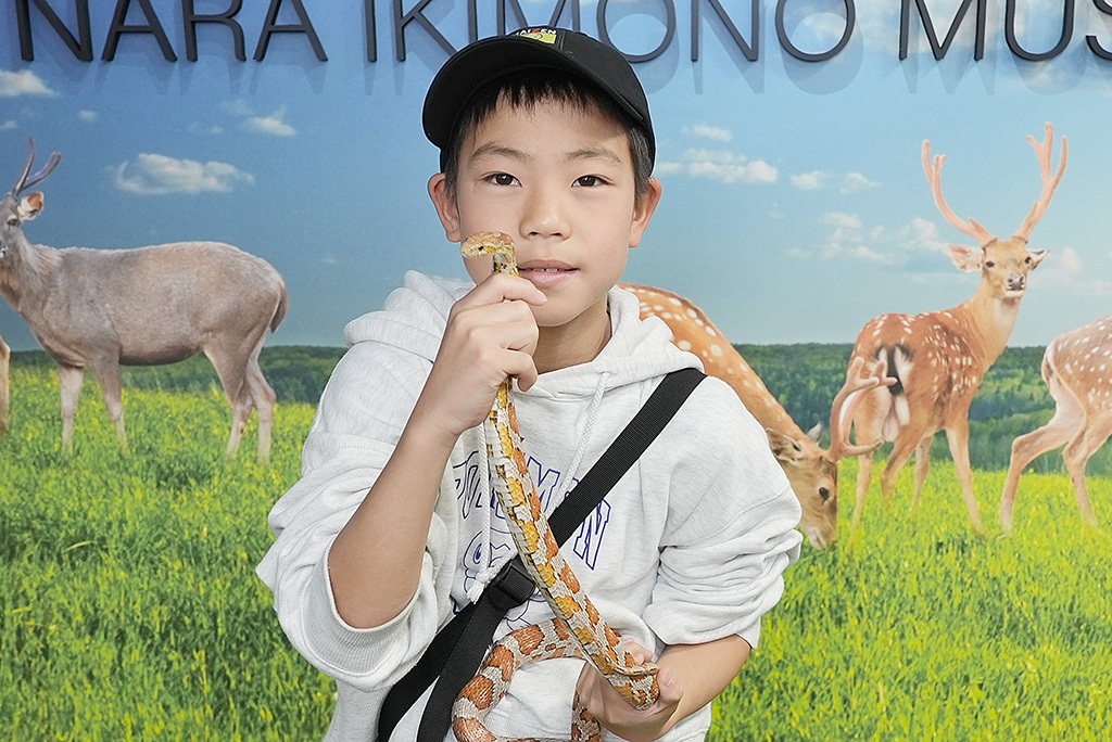 ヘビとのチェキ会/NARA IKIMONO MUSEUM(奈良県/奈良市)