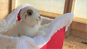 冬のどうぶつえんまつり(兵庫県淡路市)