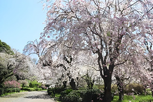 椿ウィーク・さくらまつり(東京都/調布市)