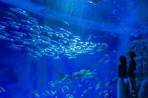 ナイトアクアライブ(兵庫県/神戸市)