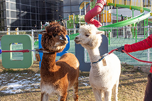 アルパカふれあいステイ 2026 Winter（栃木県／那須郡那須町）