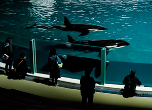 春のナイトアドベンチャー（千葉県／鴨川市）