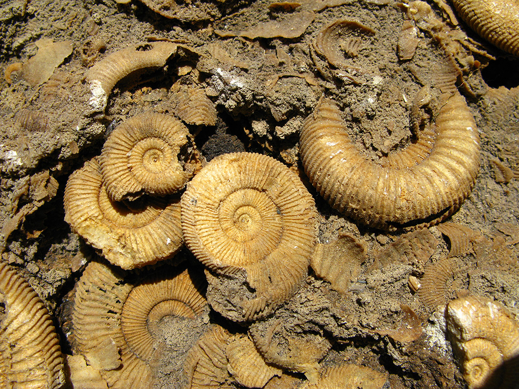 化石鉱物 Museum　地球のキセキ（奈良県/奈良市）