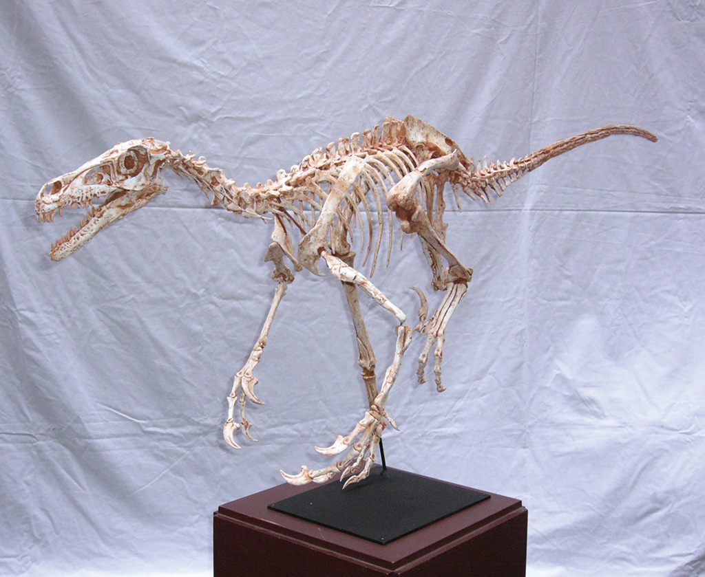 ベロキラプトルの全身骨格（レプリカ）/化石鉱物 Museum　地球のキセキ（奈良県/奈良市）