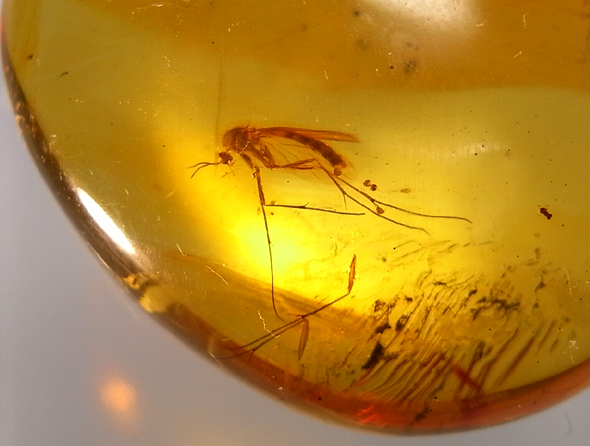 化石鉱物 Museum 地球のキセキ(奈良県/奈良市)