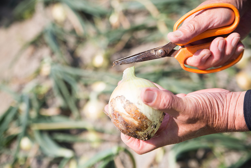 淡路島濱田ファーム（兵庫県/南あわじ市）