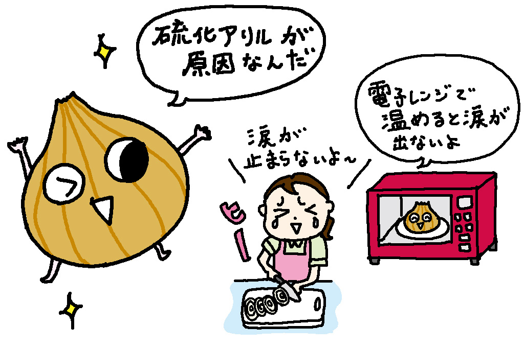 なぜタマネギを切ると目にしみるの？のイラスト/兵庫県の特産品「玉ねぎ」