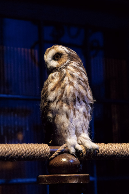 イーロップふくろう百貨店に並ぶフクロウ/ハリーポッター スタジオツアー東京(東京都/練馬区)