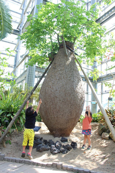 巨大な「パロボラッチョ」/咲くやこの花館(大阪府/大阪市)
