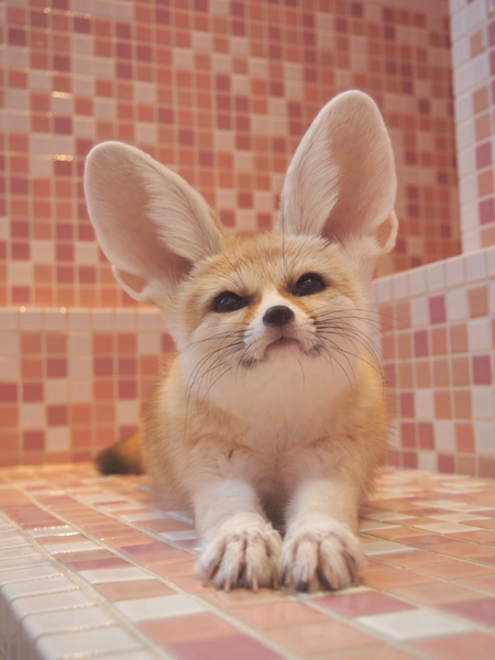 実際にふれあえるフェネックギツネさん/原宿かわいい動物園(東京都/渋谷区)