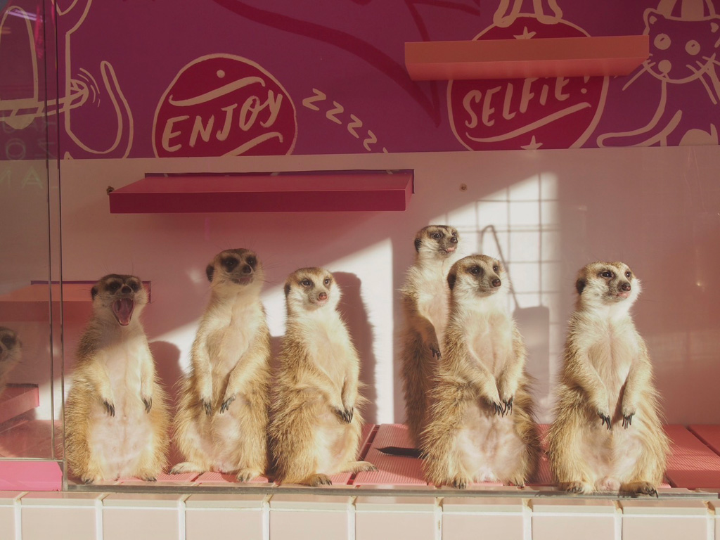 実際に抱っこができるミーアキャットさん原宿かわいい動物園(東京都/渋谷区)