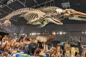 国立科学博物館「大哺乳類展3-わけてつなげて大行進」徹底レポ。初公開を含む約200点の標本!子どもと行く所要時間も。