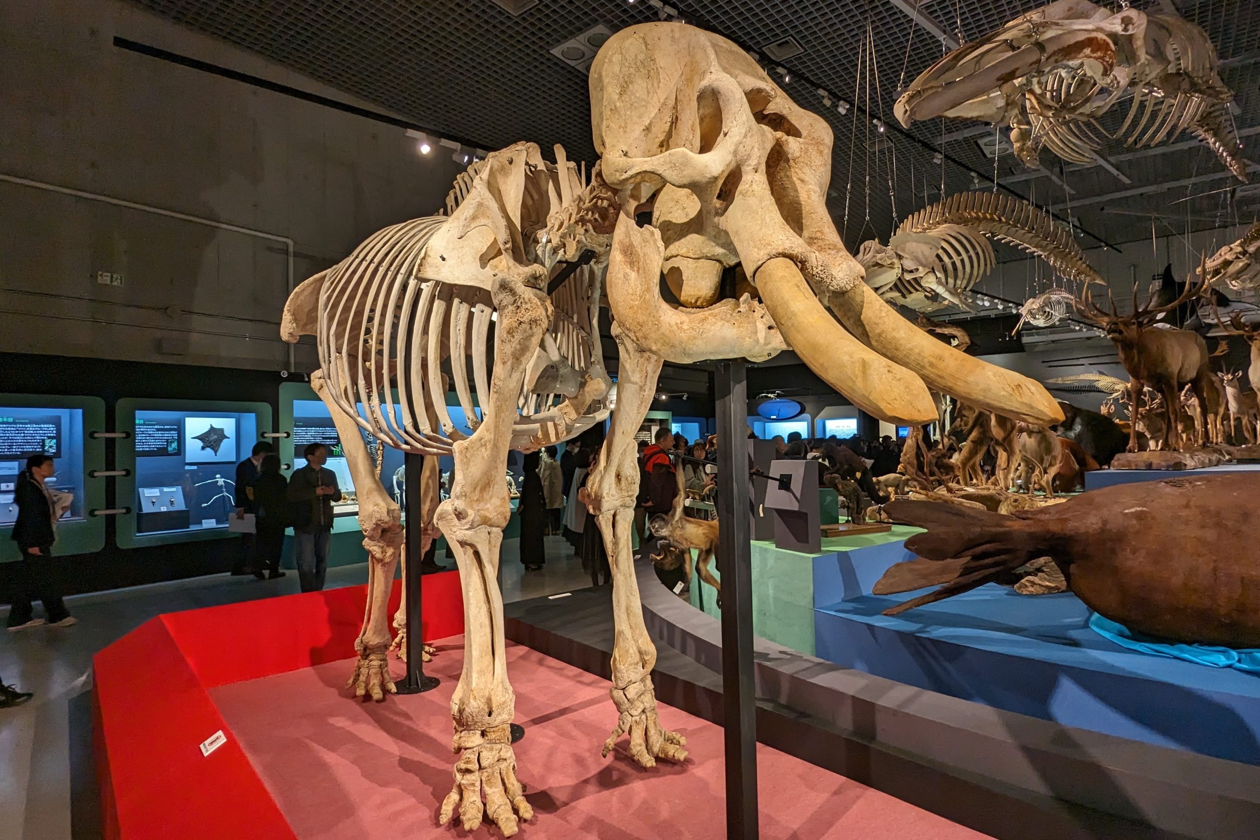 /国立科学博物館「大哺乳類展3-わけてつなげて大行進」(東京都/台東区)