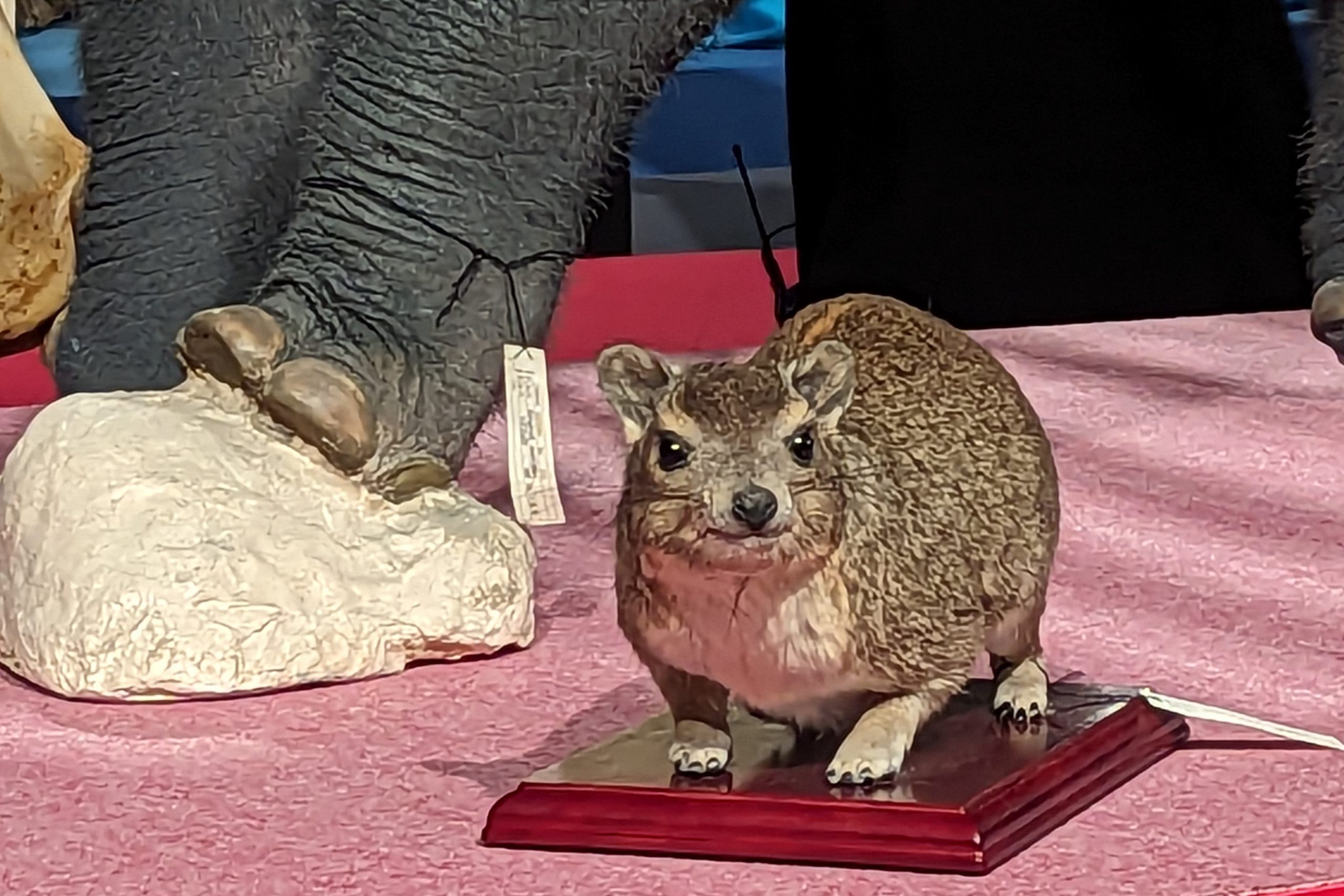 /国立科学博物館「大哺乳類展3-わけてつなげて大行進」(東京都/台東区)