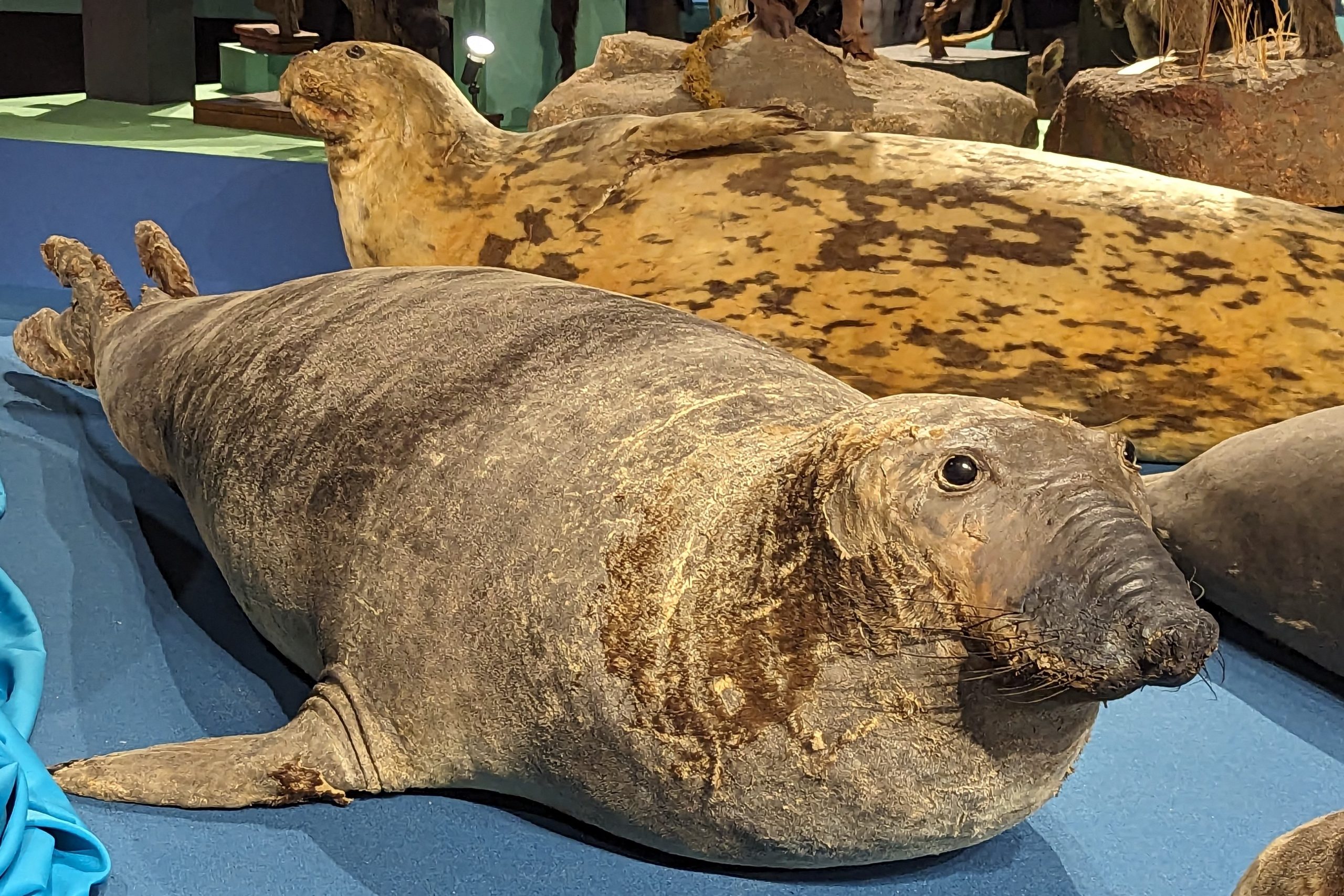 /国立科学博物館「大哺乳類展3-わけてつなげて大行進」(東京都/台東区)