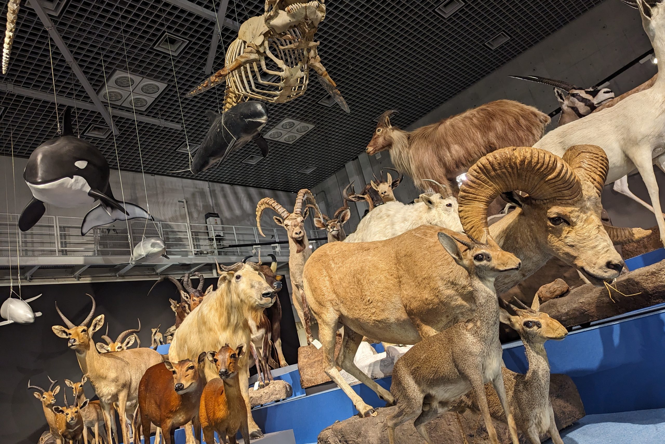 /国立科学博物館「大哺乳類展3-わけてつなげて大行進」(東京都/台東区)