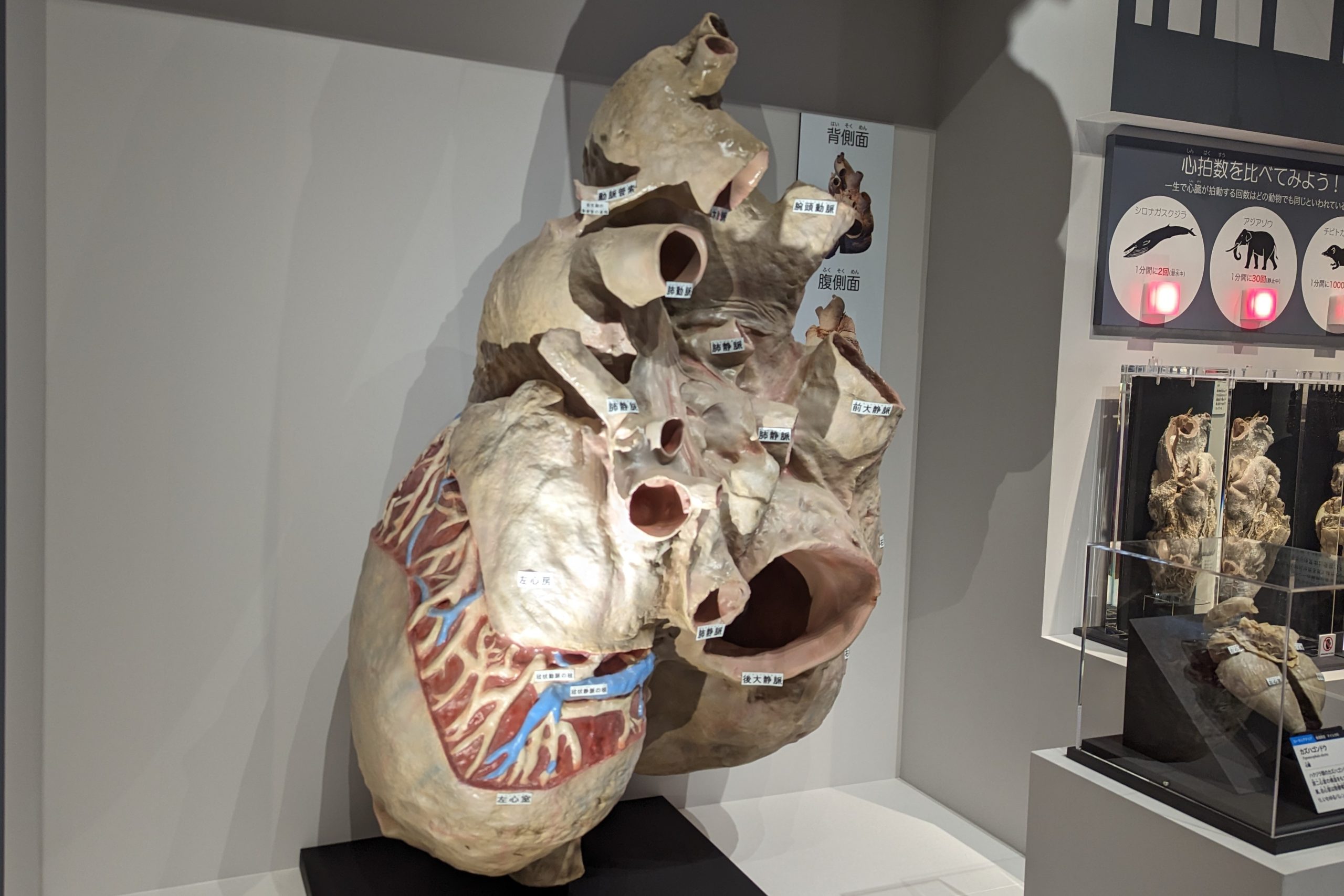 /国立科学博物館「大哺乳類展3-わけてつなげて大行進」(東京都/台東区)