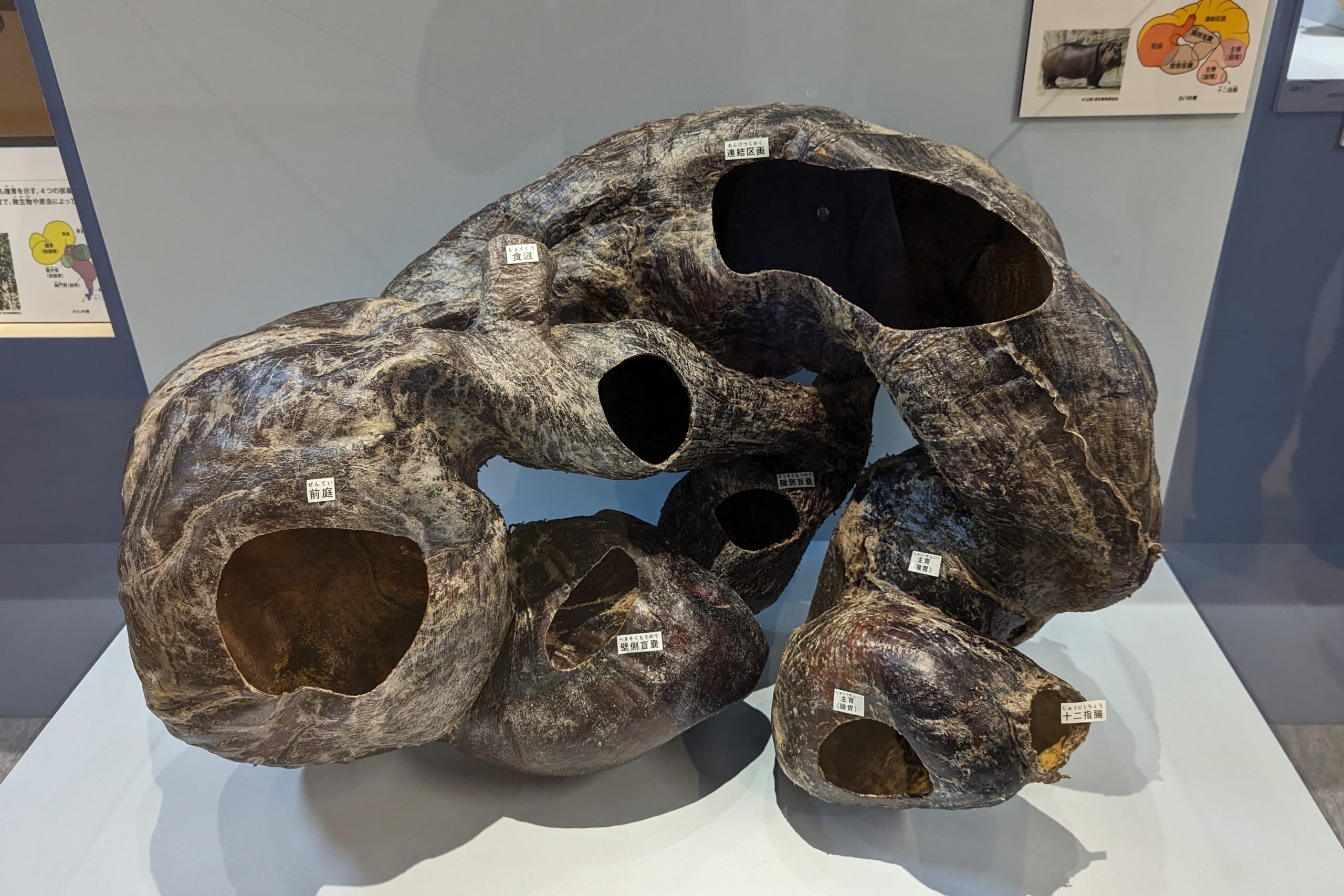 /国立科学博物館「大哺乳類展3-わけてつなげて大行進」(東京都/台東区)