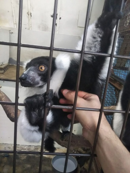 エリマキキツネザルとのふれあい草津熱帯圏/群馬県草津町