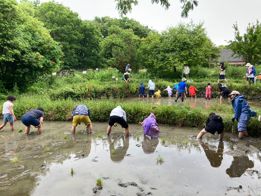 米作り体験「花博記念公園鶴見緑地内/なにわECOスクエア」