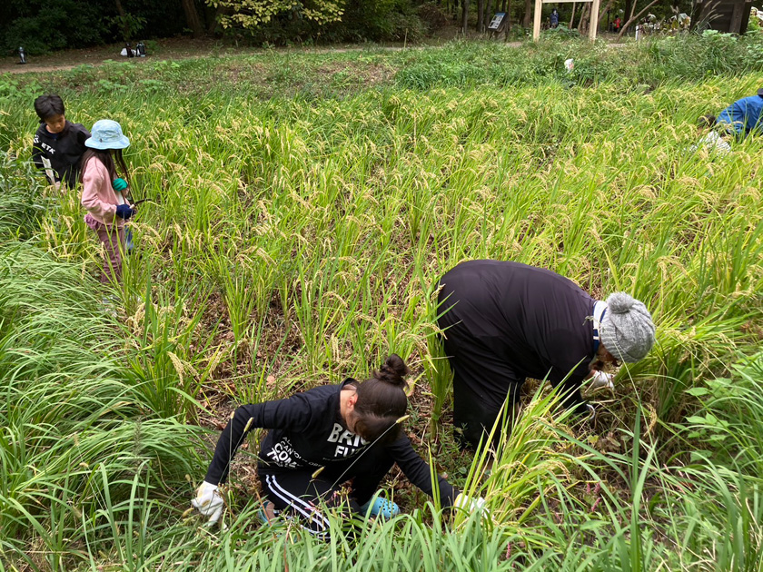 米作り体験「花博記念公園鶴見緑地内/なにわECOスクエア」