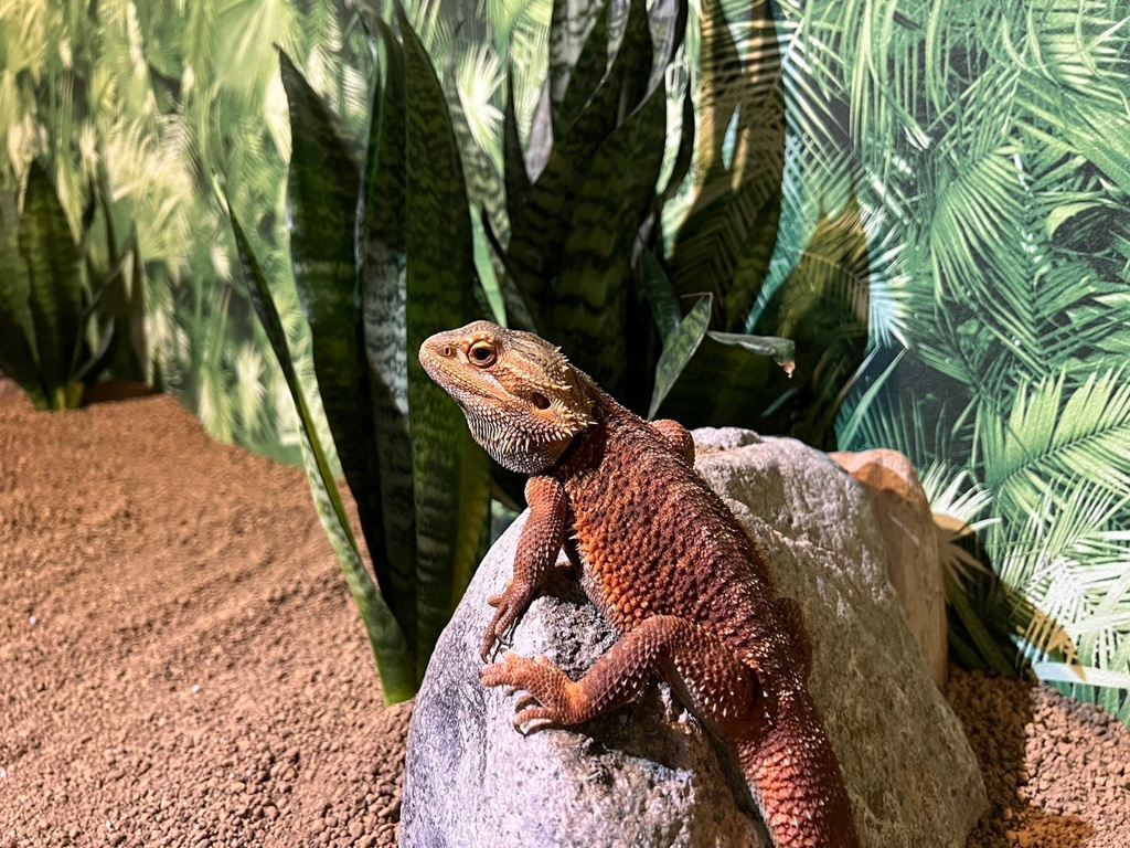 は虫類の森/天保山アニパ(大阪市)