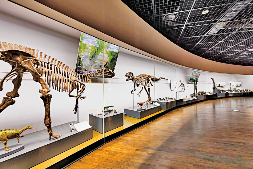恐竜全身骨格展示/福井県立恐竜博物館(勝山市)