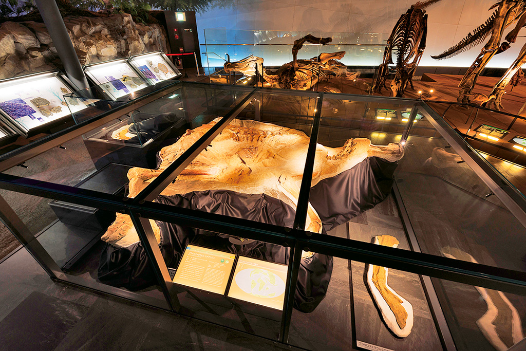 ブラキロフォサウルスの実物ミイラ化石/福井県立恐竜博物館（勝山市）