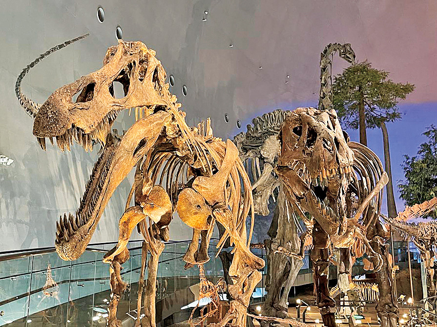 全身骨格標本が展示されている恐竜の世界ゾーン/福井県立恐竜博物館（勝山市）