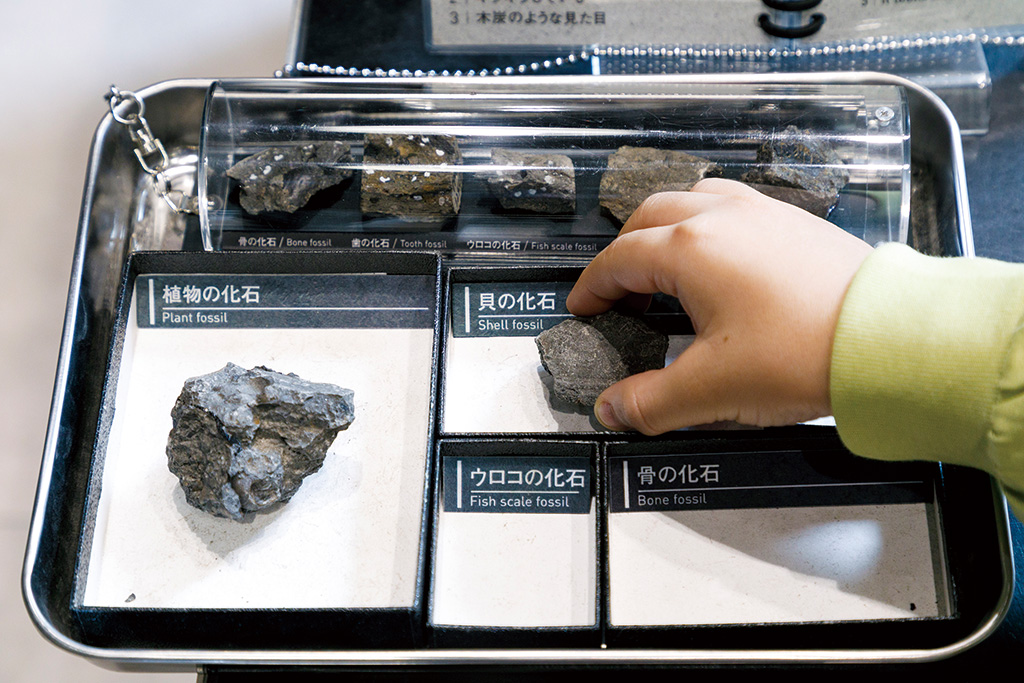 仕分けの様子/福井県立恐竜博物館（勝山市）