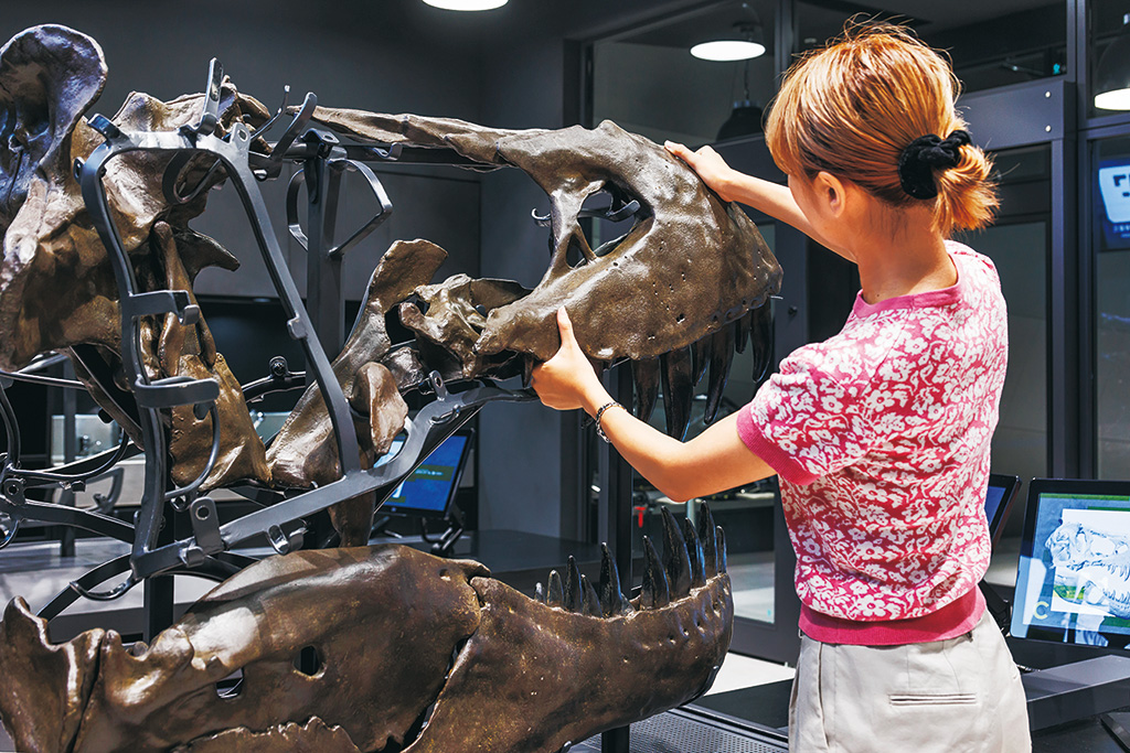 T. rex頭骨復元:組み立てながら観察/福井県立恐竜博物館(勝山市)