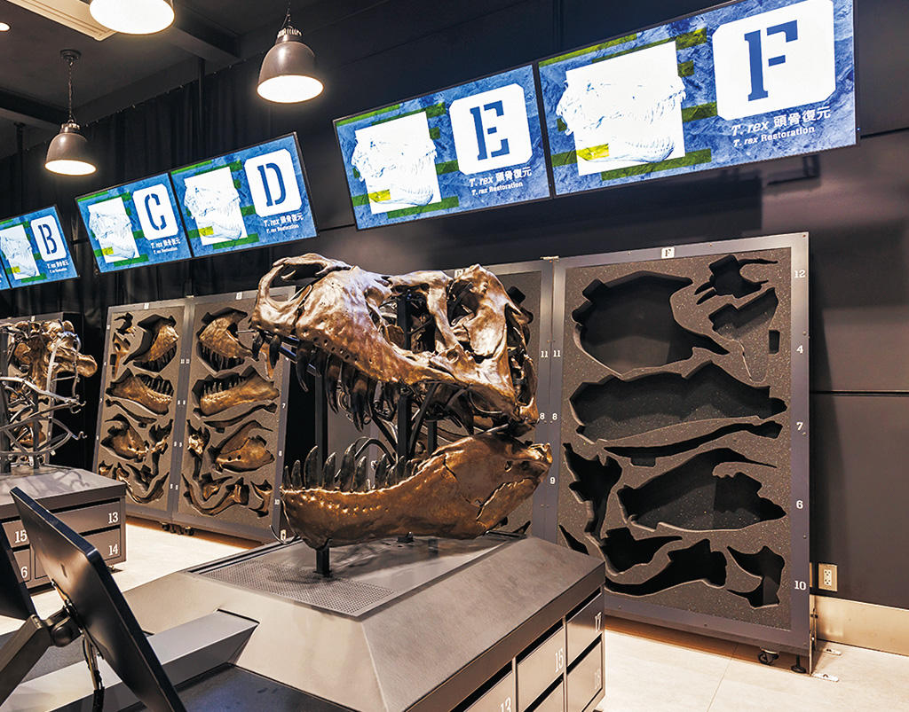 T. rex頭骨復元:完成/福井県立恐竜博物館(勝山市)