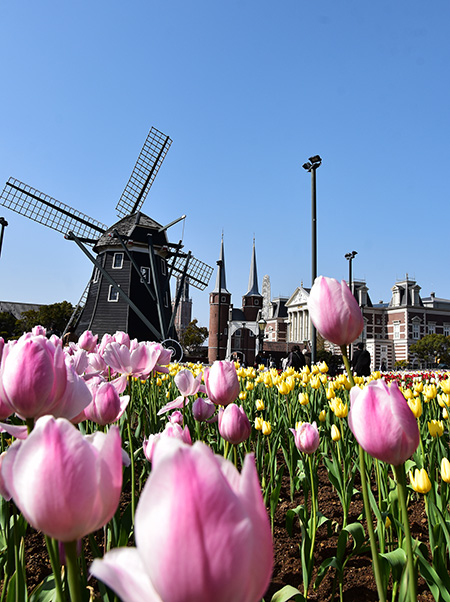フラワーロードの風車とチューリップ/ハウステンボス(長崎県/佐世保市)