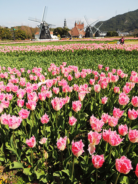 バスチオンの“オリジナル”チューリップ
/ハウステンボス(長崎県/佐世保市)