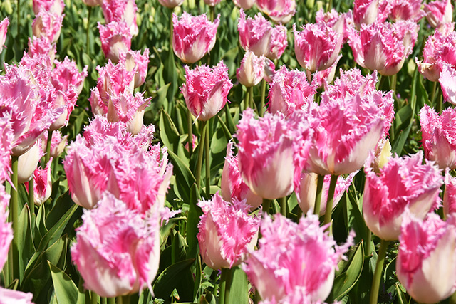 バスチオンの“オリジナル”チューリップ
/ハウステンボス(長崎県/佐世保市)