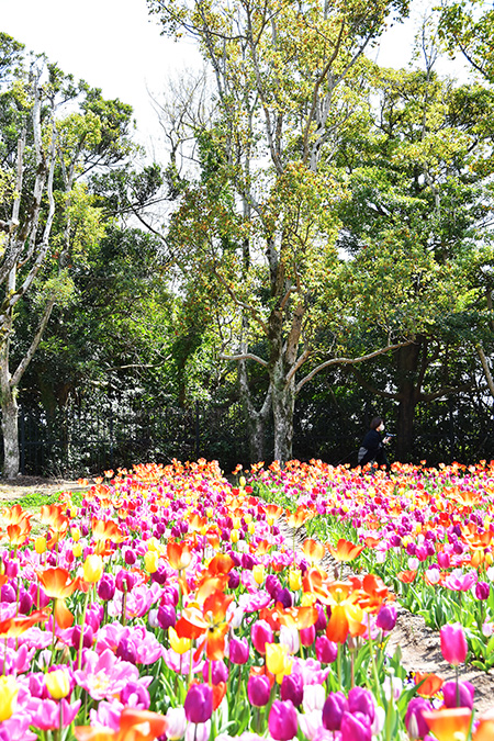 手前の色とりどりのチューリップと奥の緑のコントラストが見事/ハウステンボス(長崎県/佐世保市)