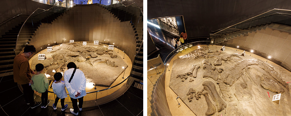 カマラサウルス産状化石/福井県立恐竜博物館(勝山市)