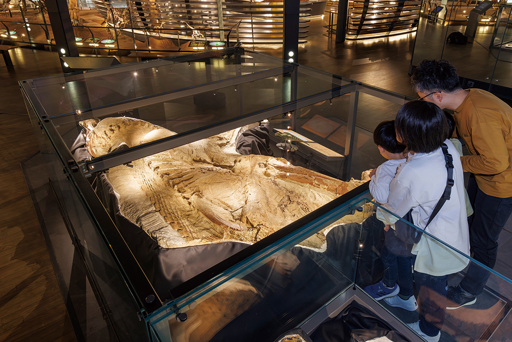 ブラキロフォサウルスの実物のミイラ化石/福井県立恐竜博物館（勝山市）