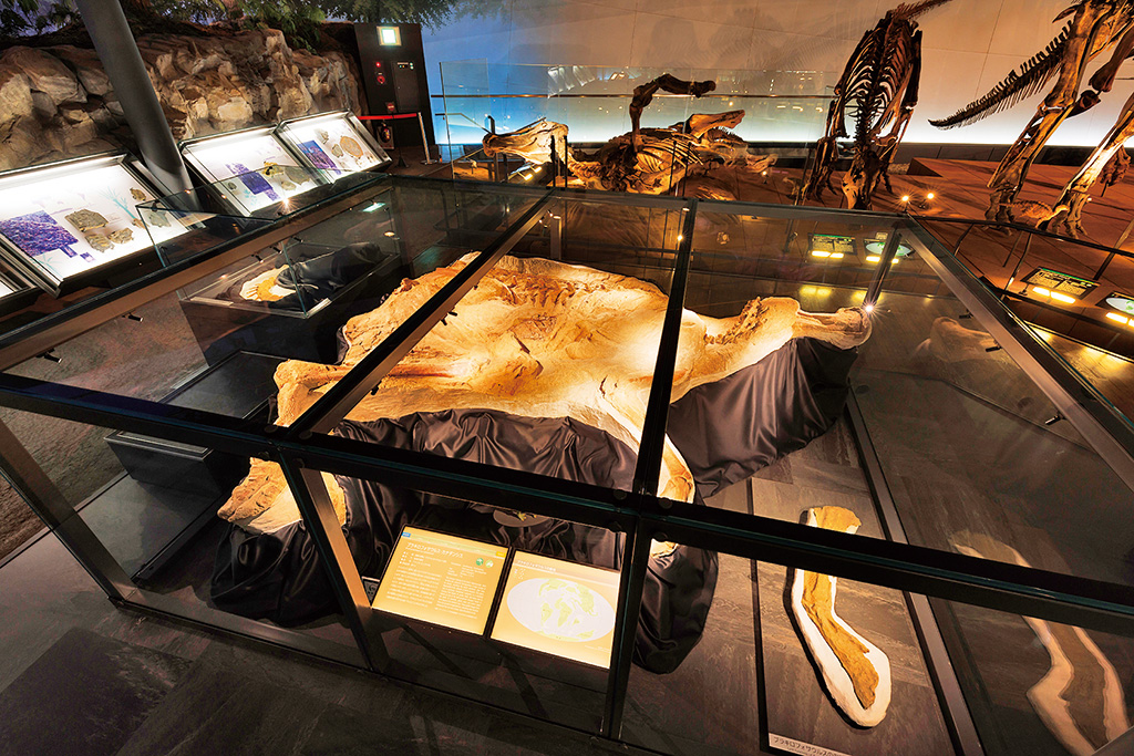 ブラキロフォサウルスの実物ミイラ化石/福井県立恐竜博物館(勝山市)