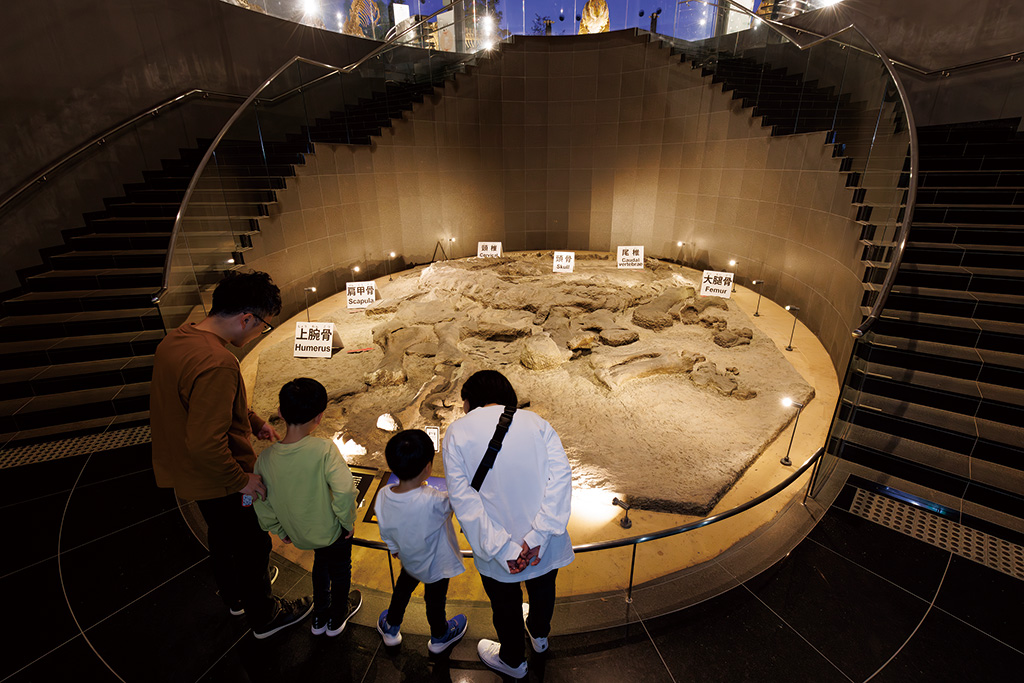 カマラサウルス産状化石/福井県立恐竜博物館(勝山市)